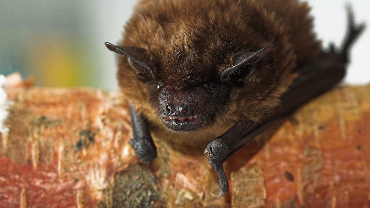 Estos murciélagos parecen usar su enorme basura para tener sexo extraño