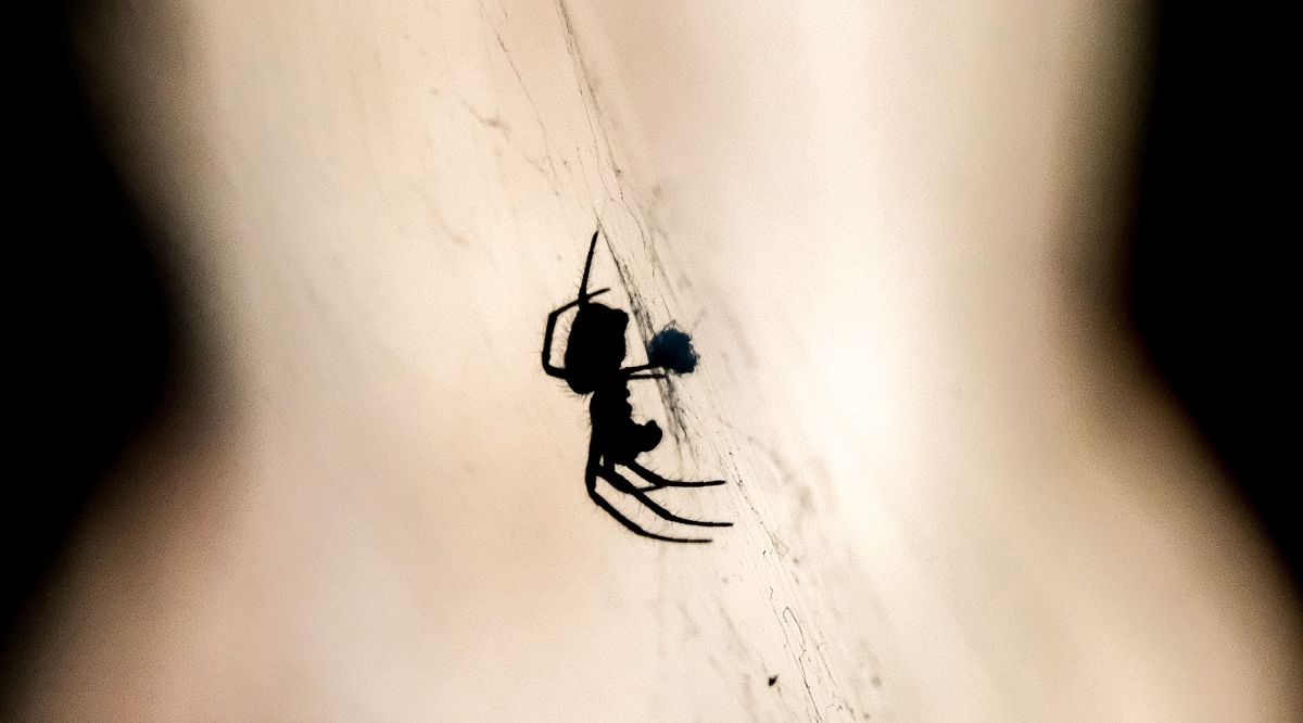 No, las arañas no quieren aparearse con tu manteca corporal viral