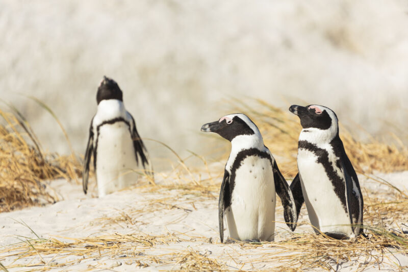 Salvar al pingüino africano del cambio climático y la sobrepesca
