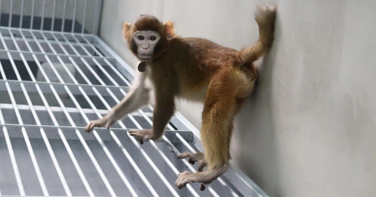 Retro: el mono clonado de los 2 años que ¿prepara a los seres humanos?