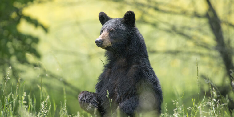 Un estudio encuentra que los avistamientos de pies grandes se correlacionan con las poblaciones de osos negros