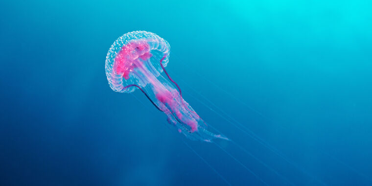 Las medusas regeneran tentáculos perdidos y ahora sabemos cómo