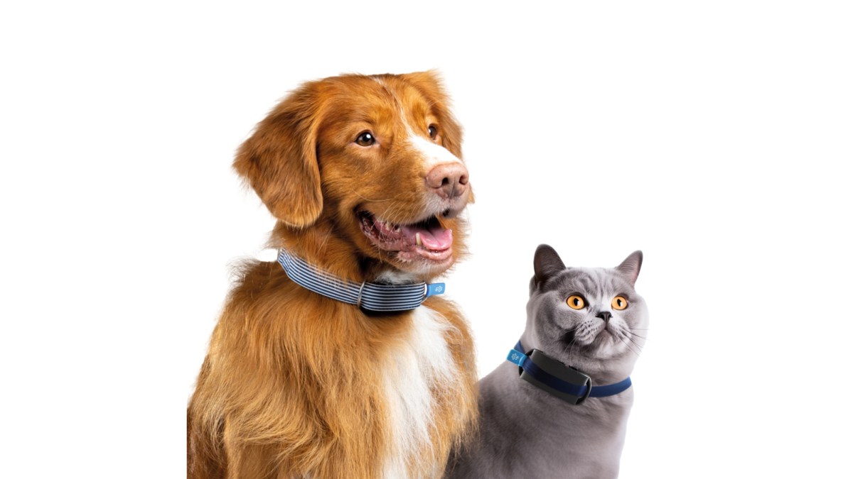 Invoxia presenta un nuevo collar inteligente apto tanto para perros como para gatos