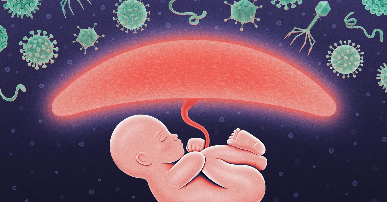 Durante el embarazo, la placenta piratea el sistema inmunológico para proteger al feto