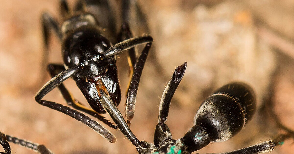 Las hormigas producen antibióticos que salvan vidas para tratar heridas infectadas