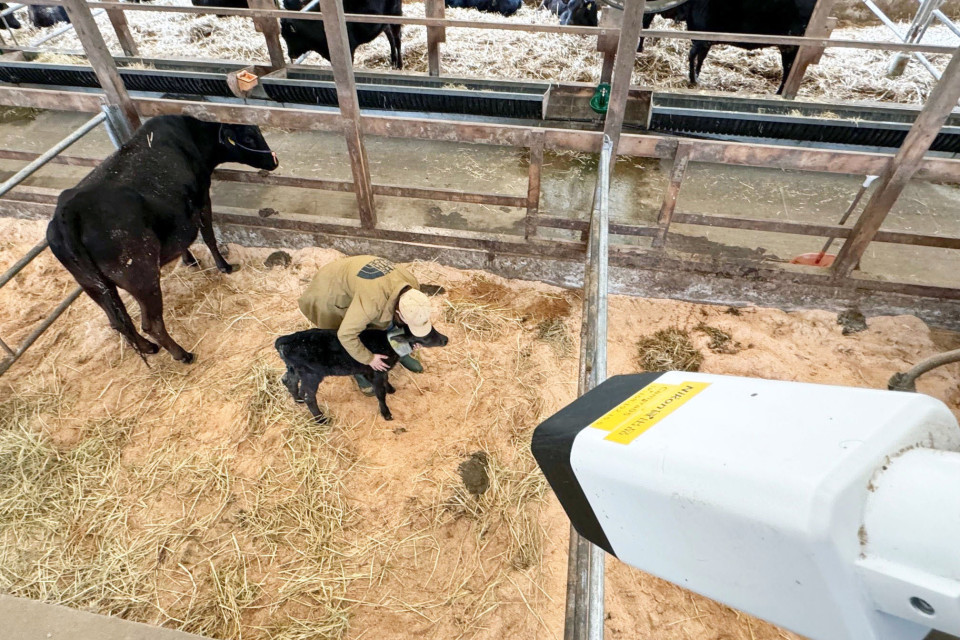 Nikon creó una cámara de imágenes con inteligencia artificial que detecta cuando las vacas están a punto de parir