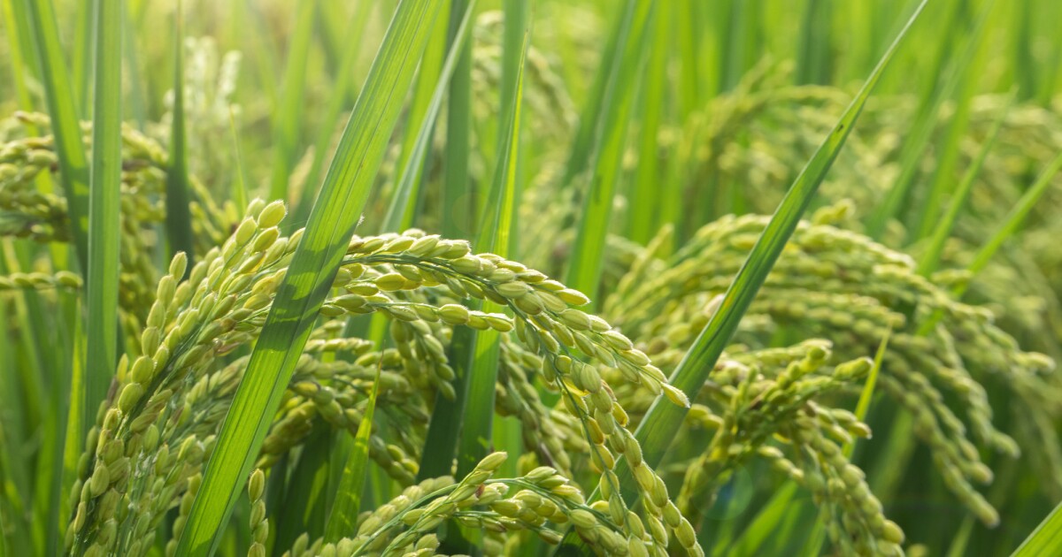 Los científicos alteran el microbioma de la planta de arroz para mejorar la resistencia a los patógenos