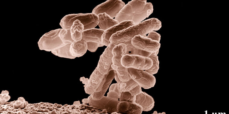 ¿Puede ejecutar Doom?: Edición de bacterias intestinales