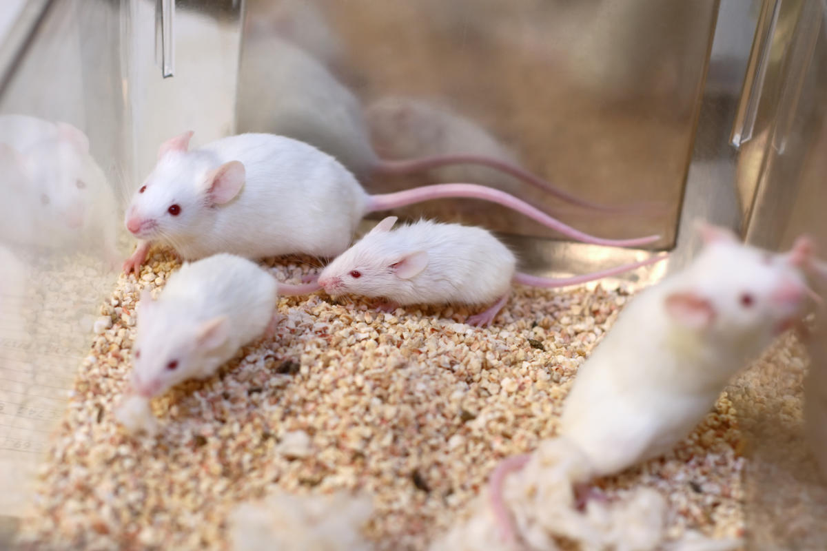La EPA descarta el plan que habría prohibido las pruebas con mamíferos en favor de modelos informáticos