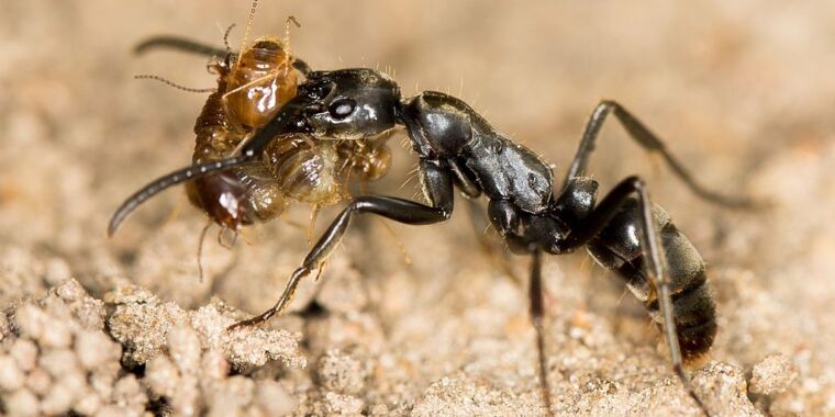 Las hormigas fabrican su propio antibiótico para heridas infectadas