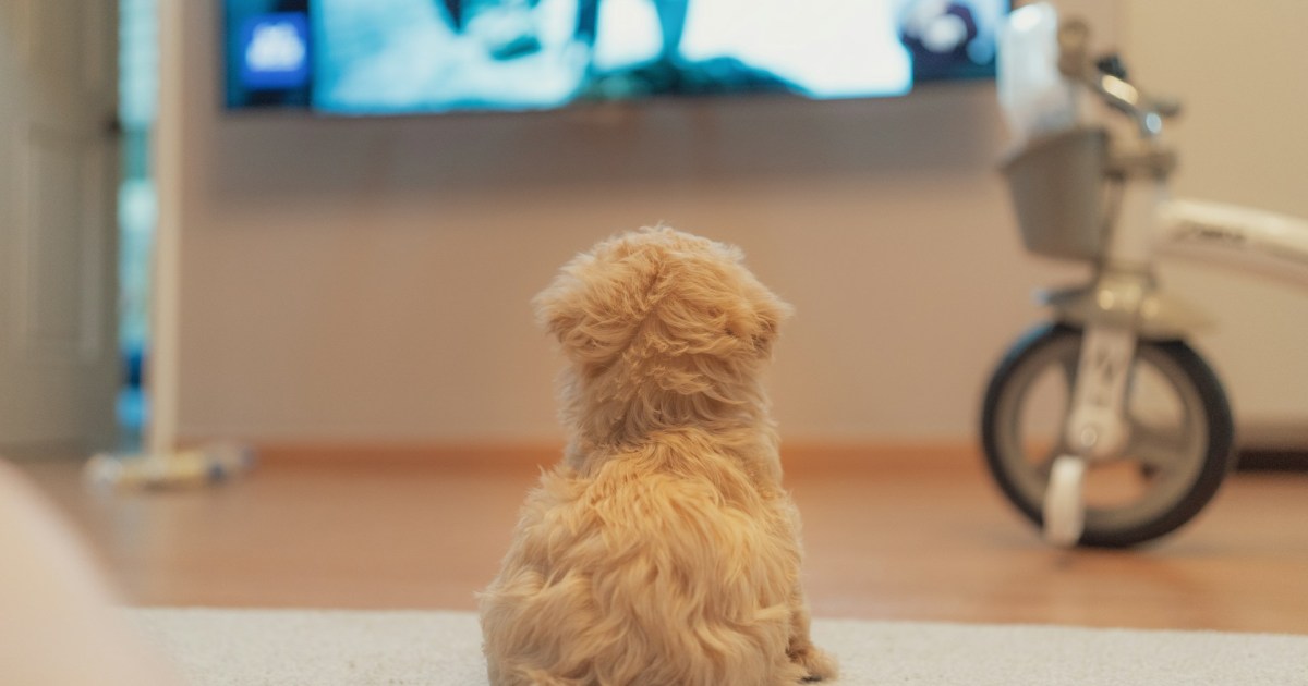 Cuáles son los programas de televisión favoritos de los perros