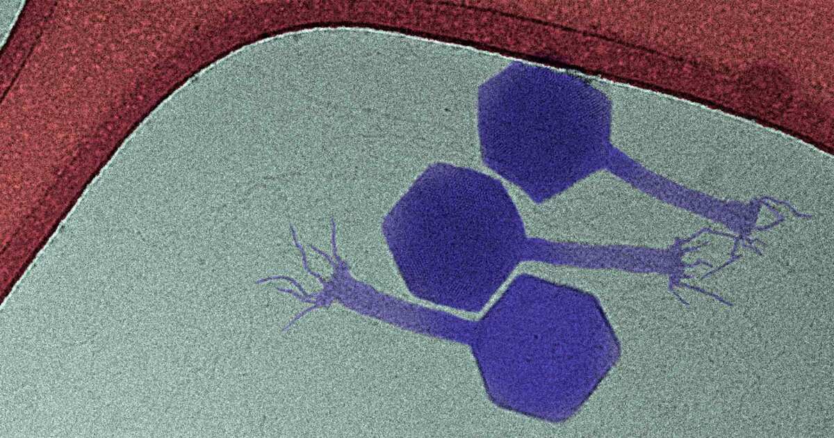 Un virus recién descubierto mata las bacterias «dormidas» en un avance de superbacteria