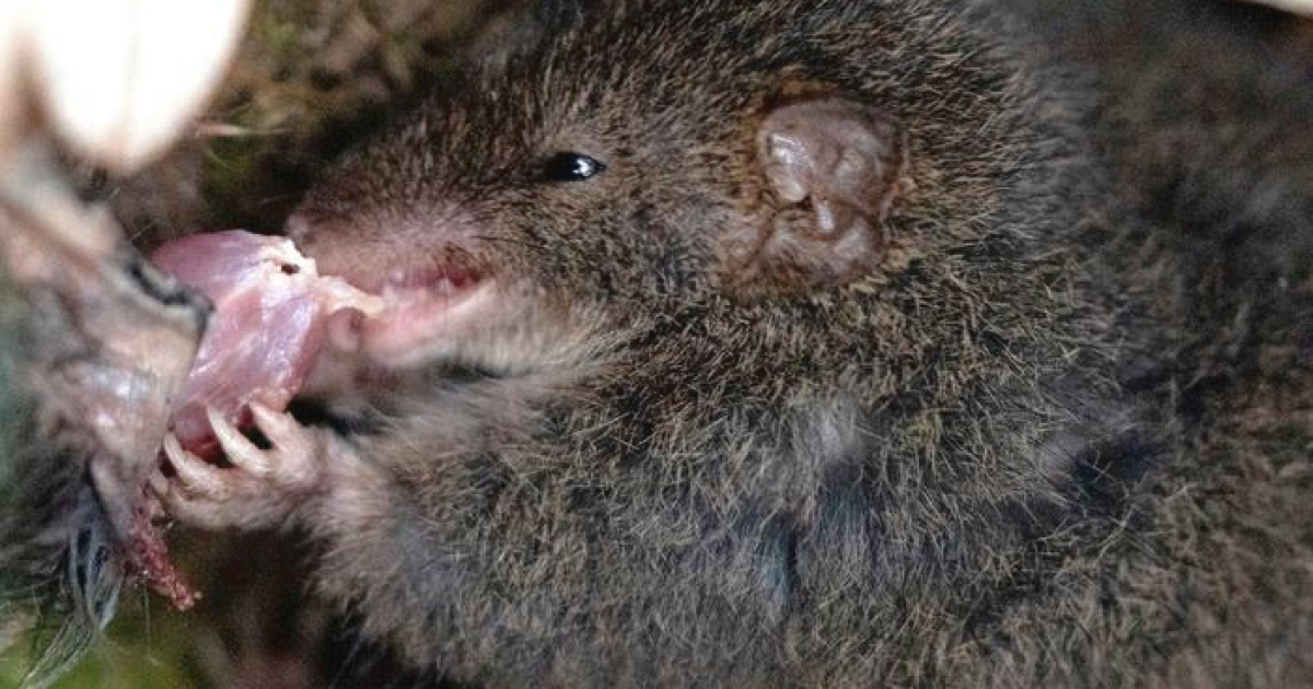 Canibalismo visto por primera vez después de sesiones sexuales suicidas con marsupiales