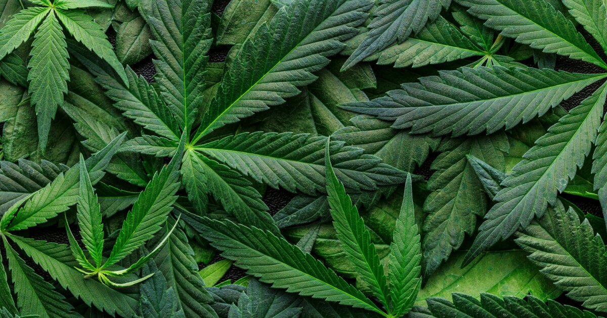 Un estudio sugiere que el cannabis no conduce al consumo de opioides ni ayuda a reducirlo