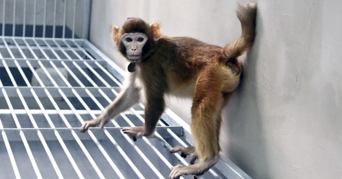 El mono clonado ReTro alcanza un hito increíblemente raro: su segundo cumpleaños