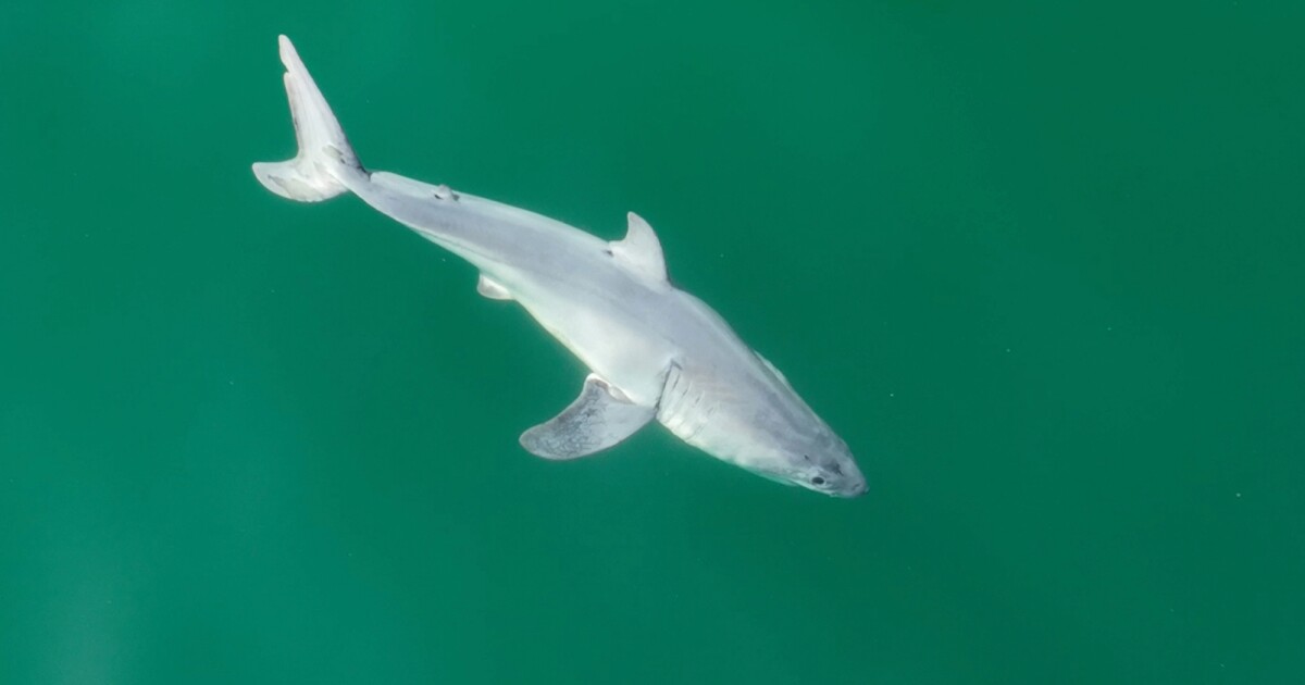 Las fotografías con drones pueden ser las primeras imágenes de un gran tiburón blanco recién nacido