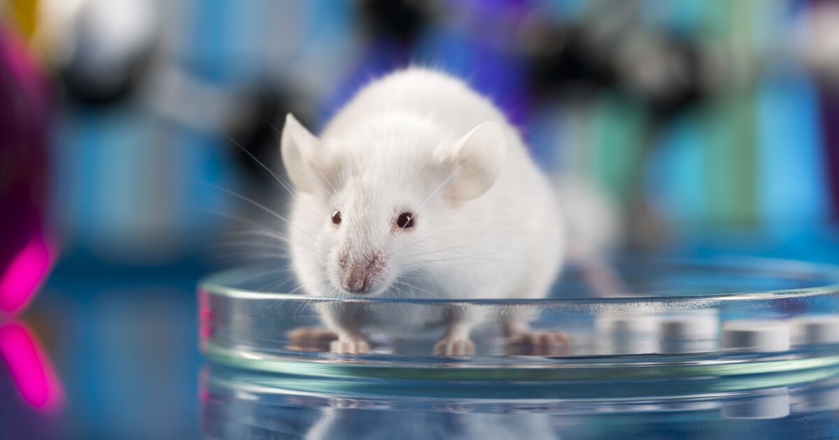 La activación de ciertas células cerebrales ralentiza el envejecimiento y aumenta la esperanza de vida en ratones