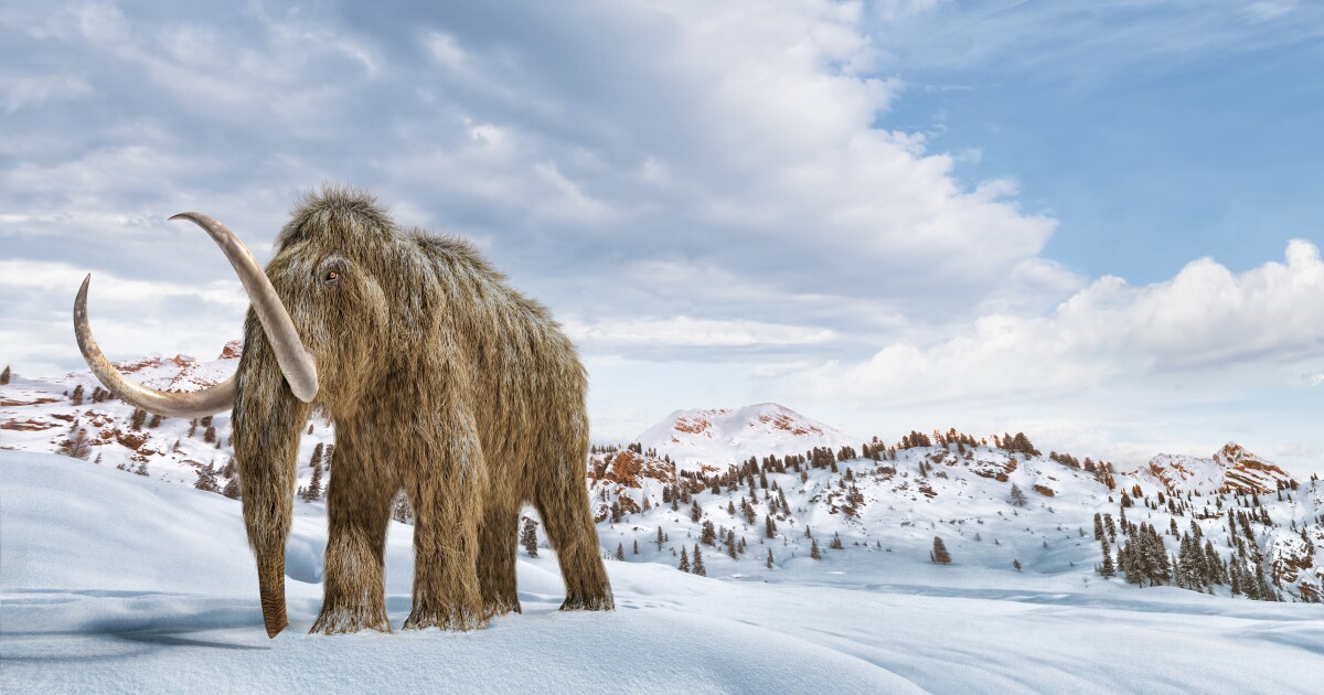 Los científicos narran el viaje de la vida de un extraordinario mamut lanudo