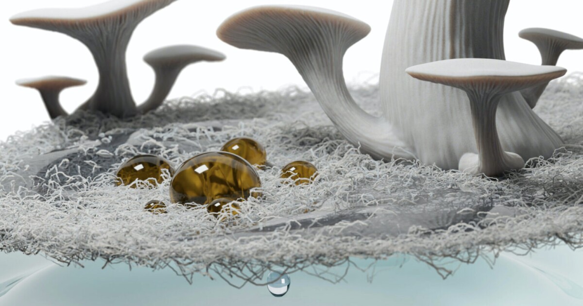 Las membranas derivadas de hongos pueden contribuir a una limpieza de derrames de petróleo más ecológica