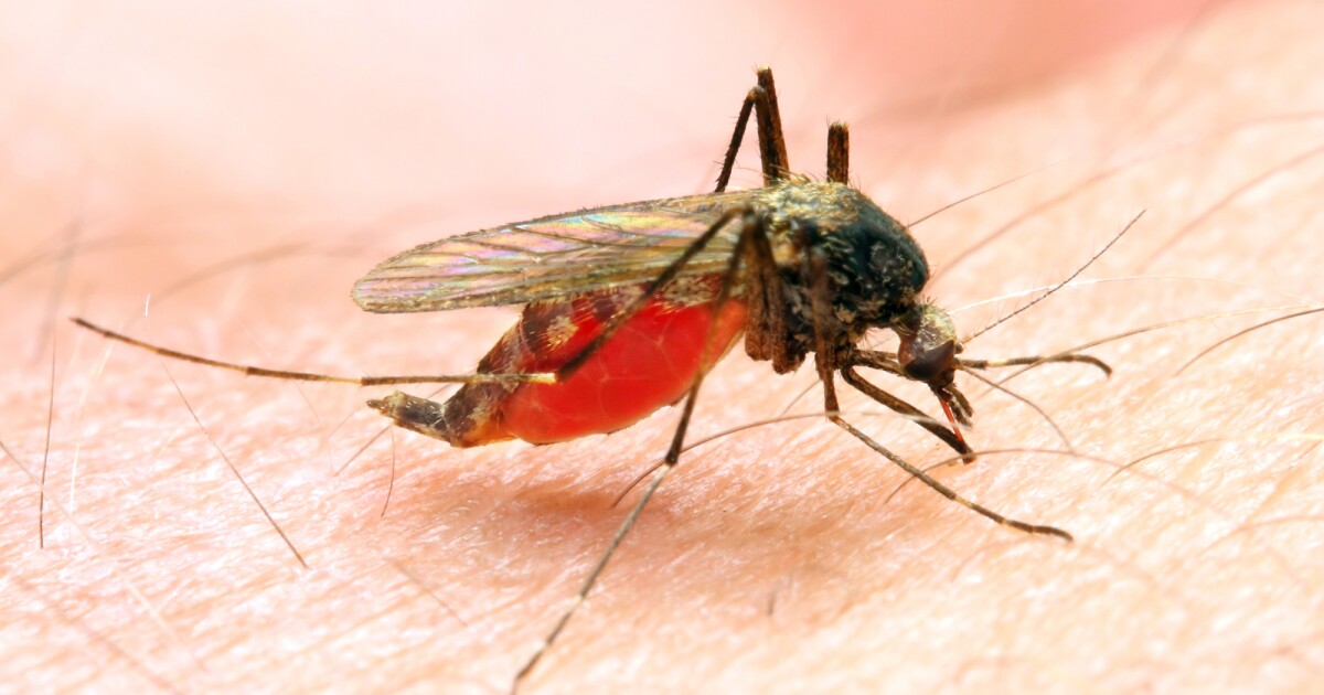 Se descubre que las propias bacterias intestinales del mosquito inhiben el parásito mortal de la malaria