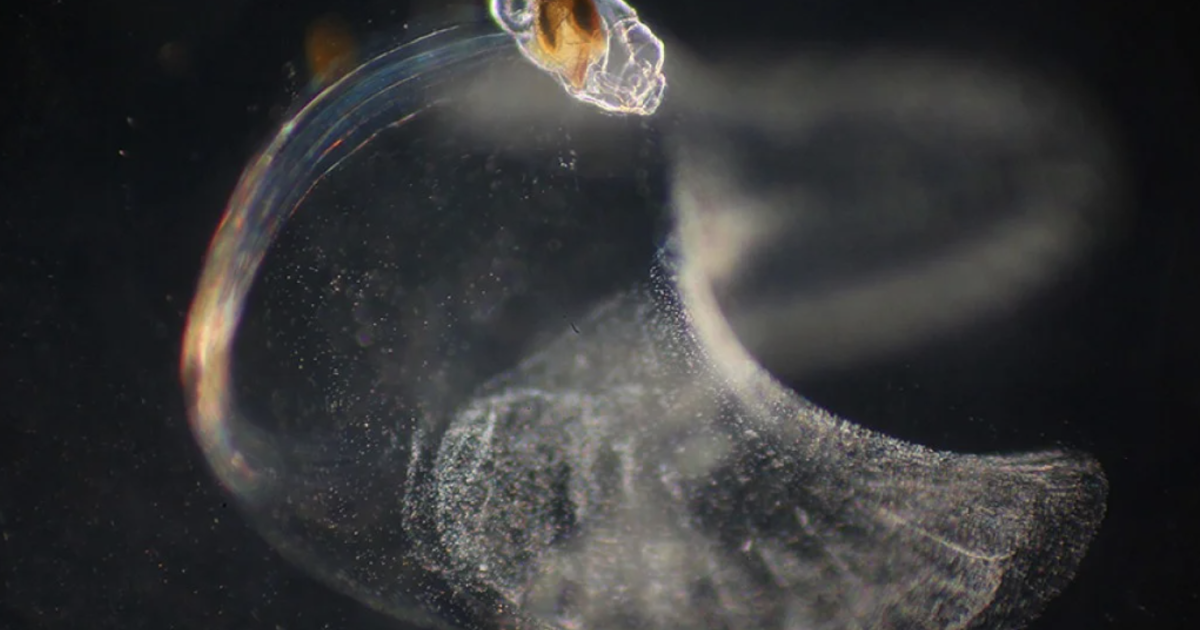 El ‘palacio de mocos’ de una pequeña criatura marina inspira una nueva tecnología de bomba de agua