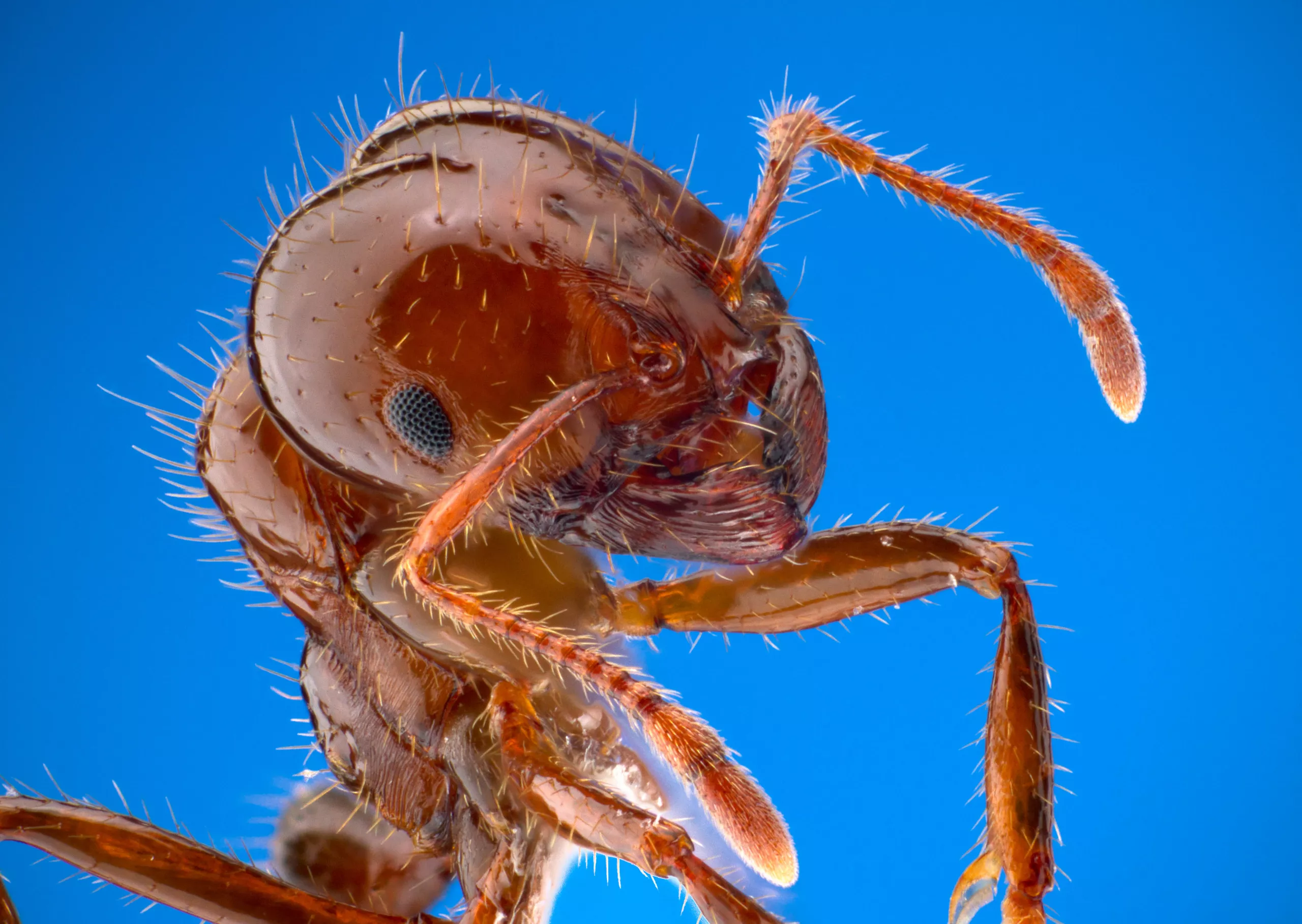Las hormigas de fuego hacen honor a su nombre al invadir la PC y comer pasta térmica, elevando la temperatura del sistema