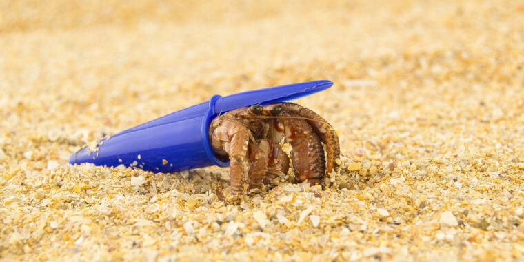 Los cangrejos ermitaños encuentran un nuevo hogar en los desechos plásticos: ¿escasez de conchas o elección inteligente?
