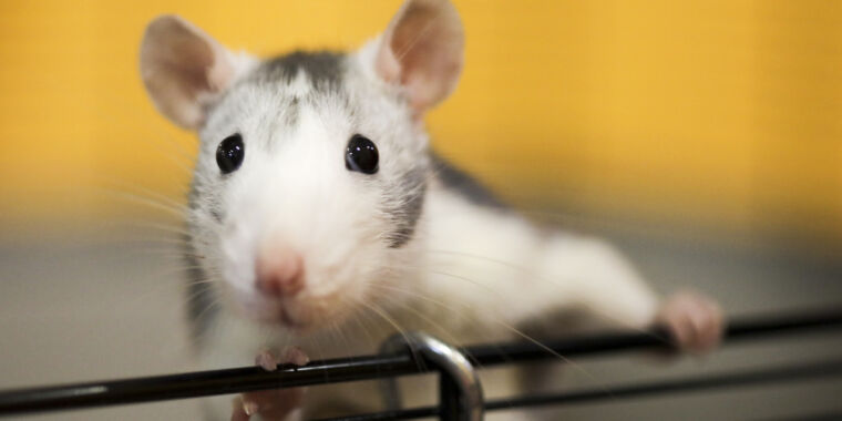 Científicos horrorizados por la extraña rata IA con genitales enormes en un artículo revisado por pares