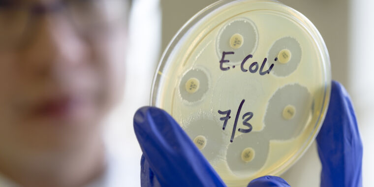 La nueva cepa de E. coli acelerará la evolución de los genes que usted elija