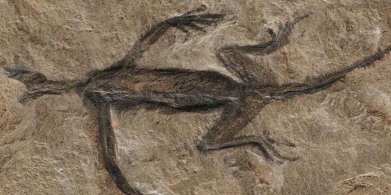 Es falso: el misterioso fósil de 280 millones de años es en su mayor parte pintura negra