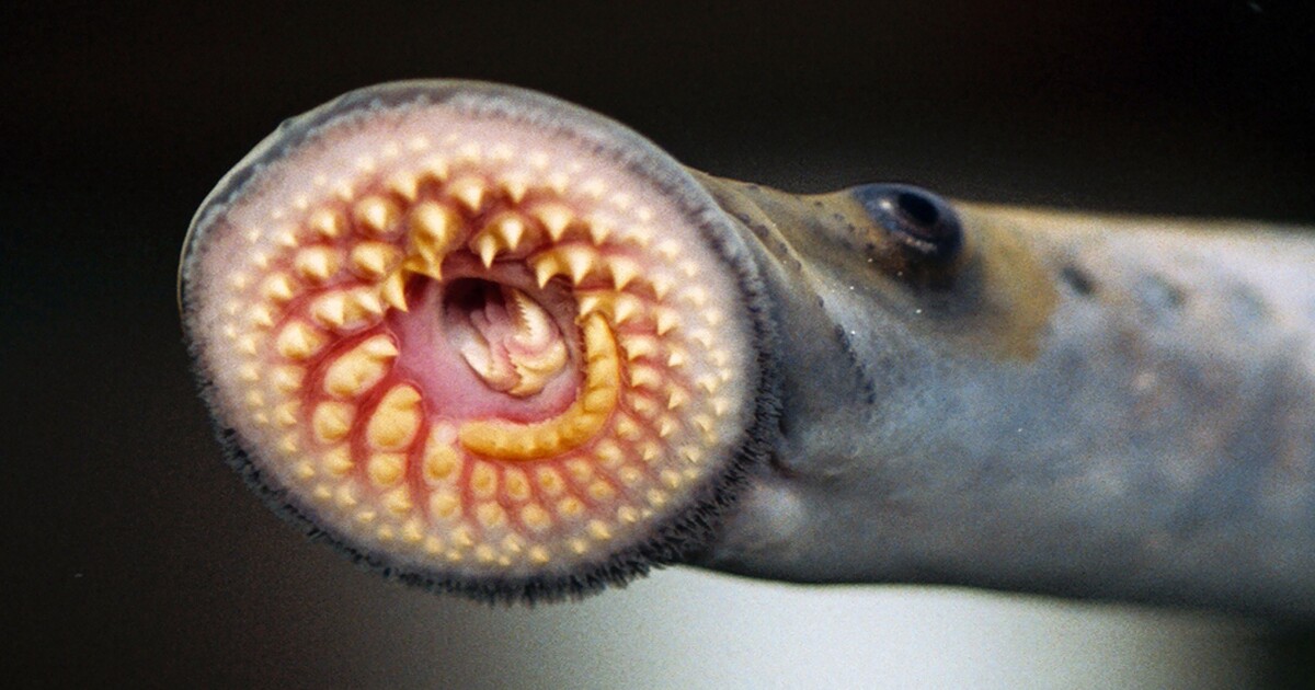 ¡Oye, primo!  Criaturas marinas sin mandíbulas comparten con nosotros el desarrollo cerebral