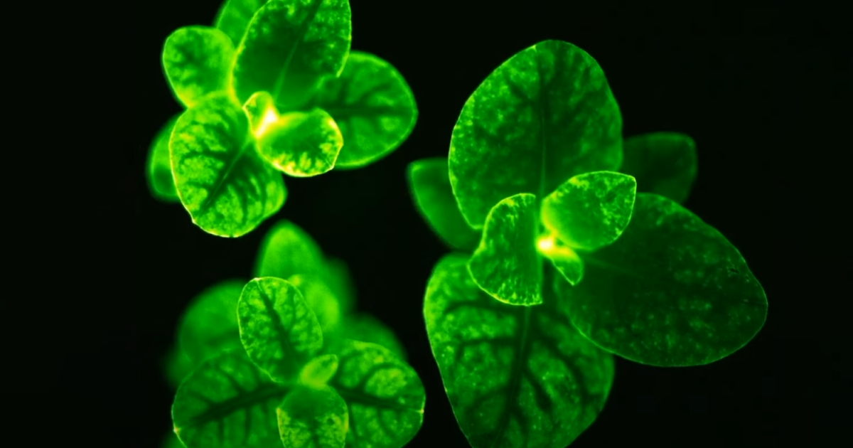 El USDA aprueba la venta de impresionantes «petunias de luciérnaga» bioluminiscentes