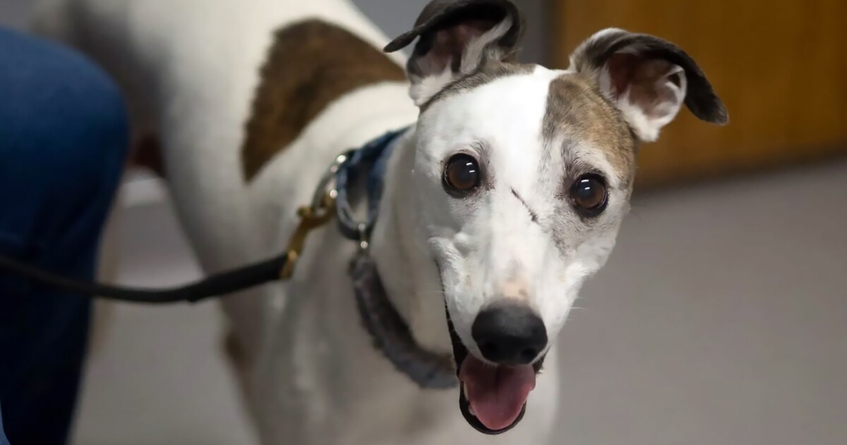 Boo, el primer perro en un estudio sobre fármacos que prolongan la vida: convoca a más participantes