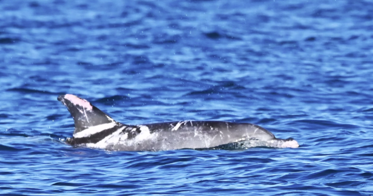 En Australia por primera vez, el delfín ‘Speckles’ muestra una piel extremadamente rara
