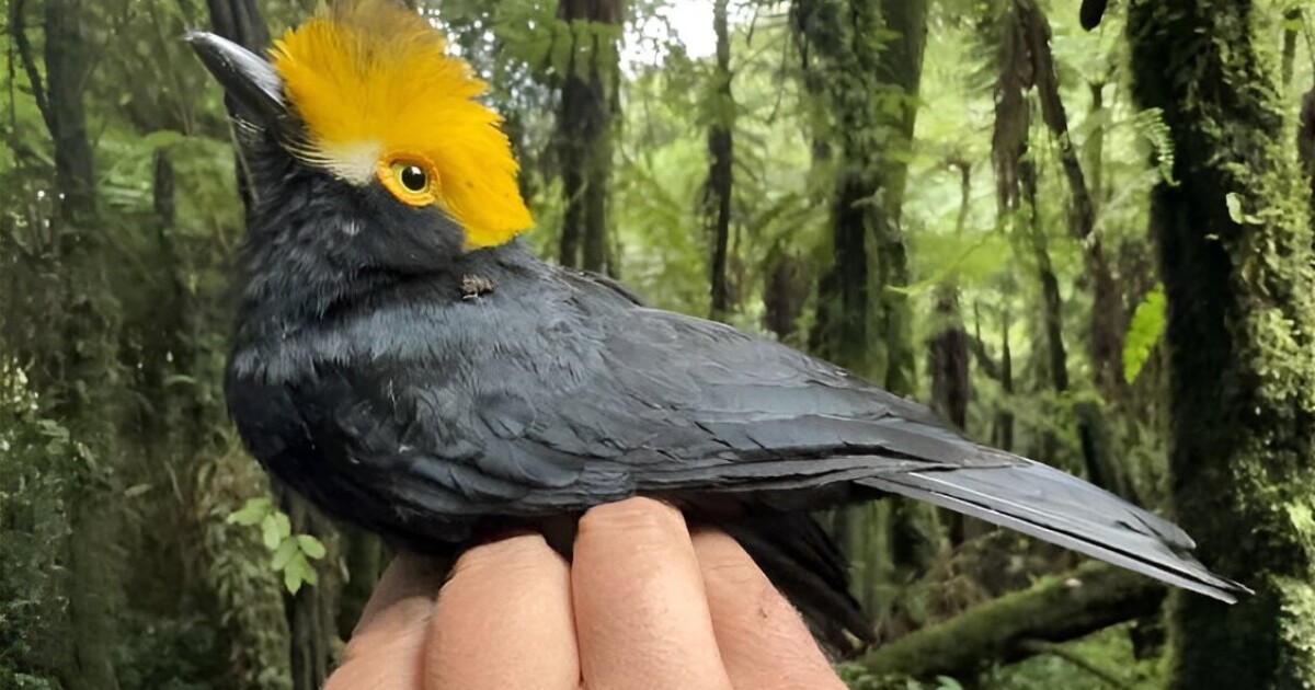 Especies de aves «perdidas» sorprendentes encontradas y presentadas en la primera fotografía conocida