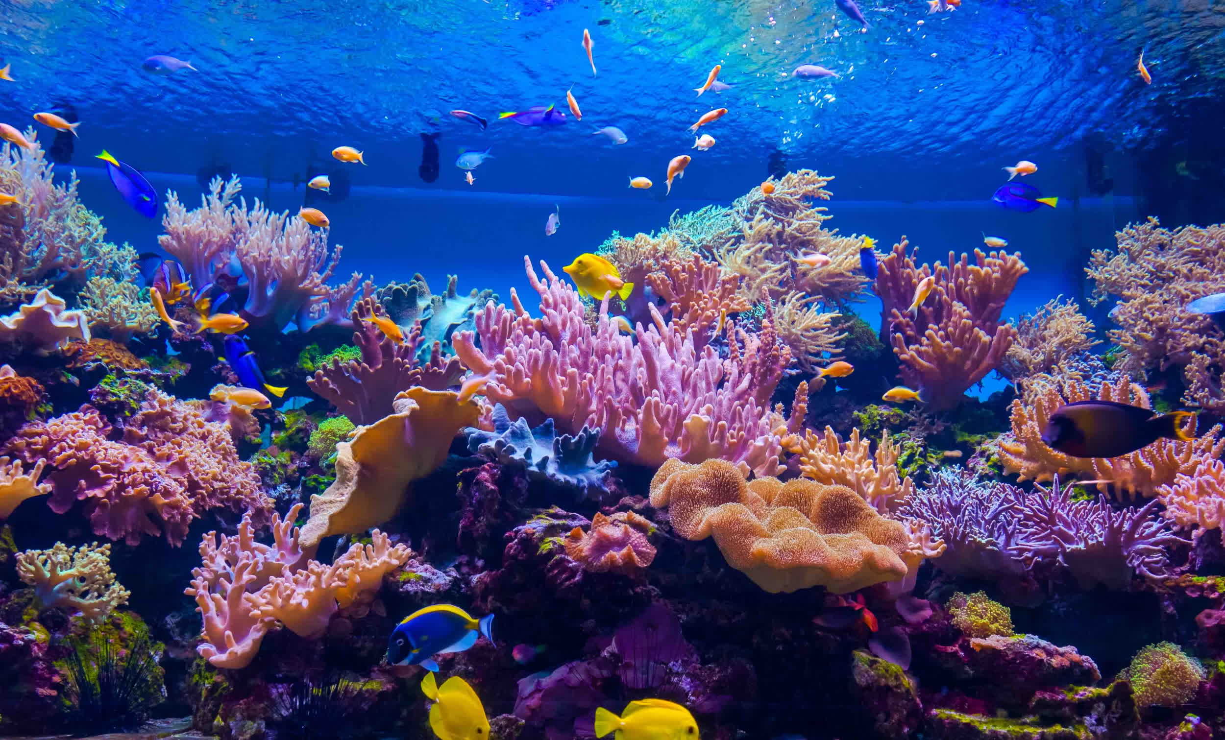 Los arrecifes de coral dañados se pueden salvar con un atractivo paisaje sonoro submarino, sugiere un estudio