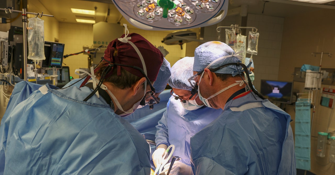Se acaba de trasplantar por primera vez un riñón de cerdo editado genéticamente a una persona