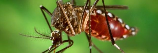Puerto Rico declara emergencia de salud pública ante aumento de casos de dengue