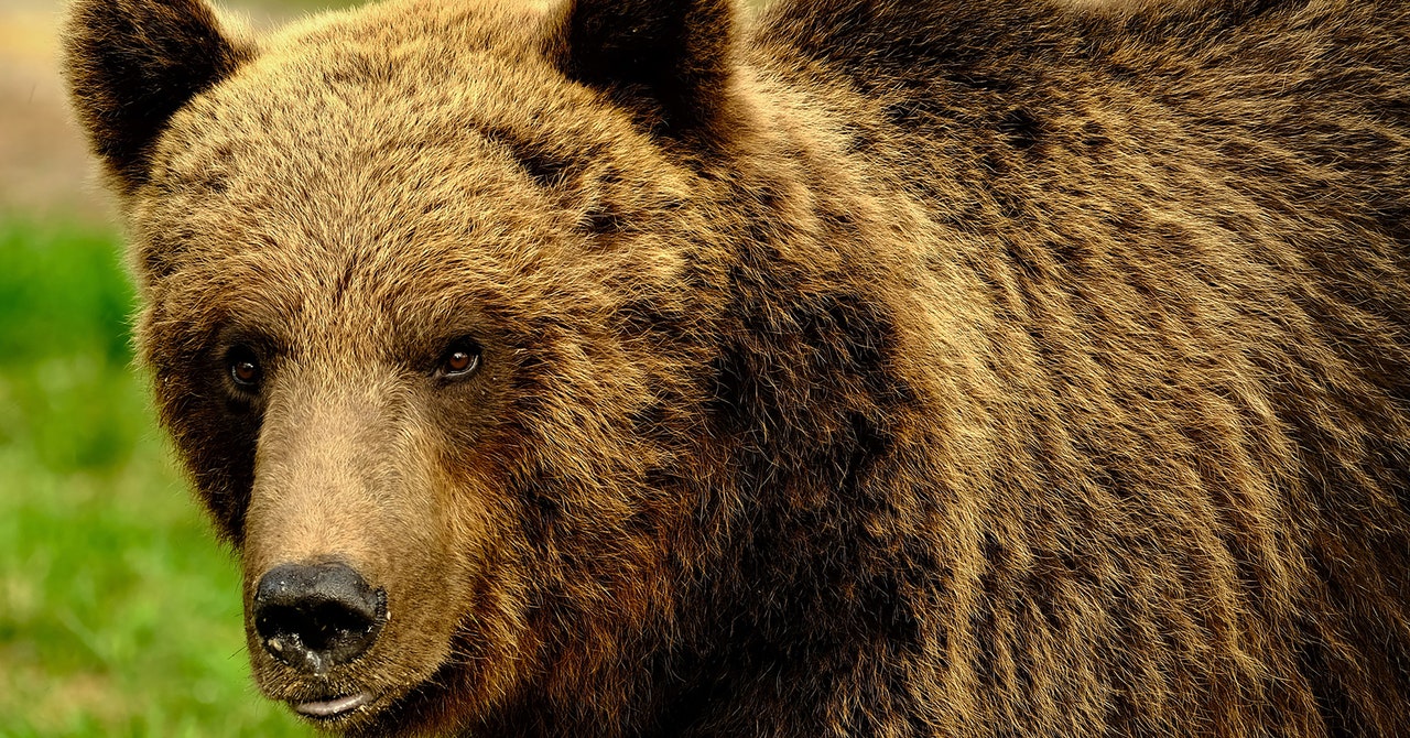 Europa lucha por coexistir con los osos salvajes