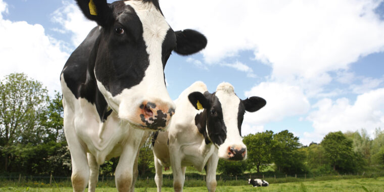 Vacas en Texas y Kansas dan positivo por gripe aviar altamente patógena