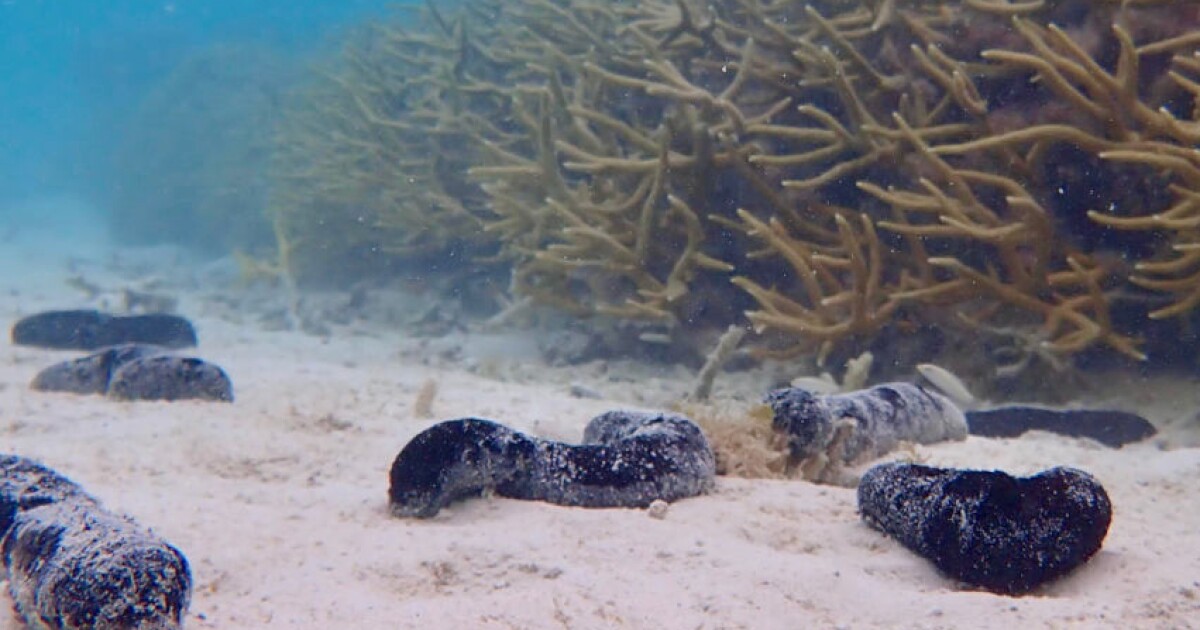 El secreto para salvar nuestros arrecifes puede estar en el pepino de mar
