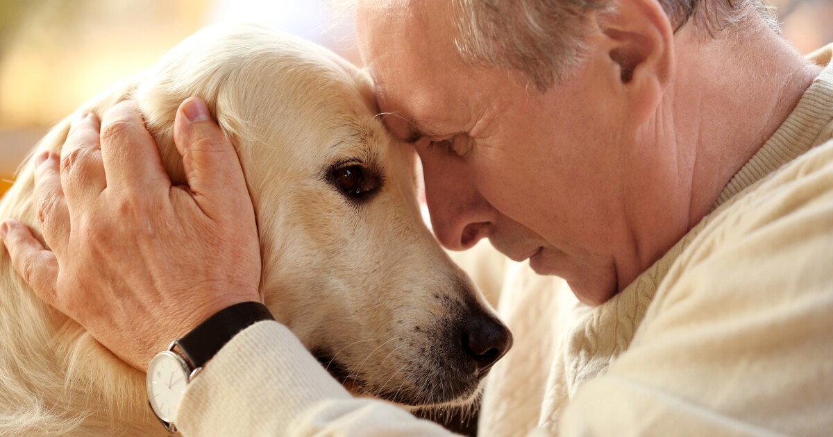 Los perros pueden oler recuerdos de traumas en nuestro aliento