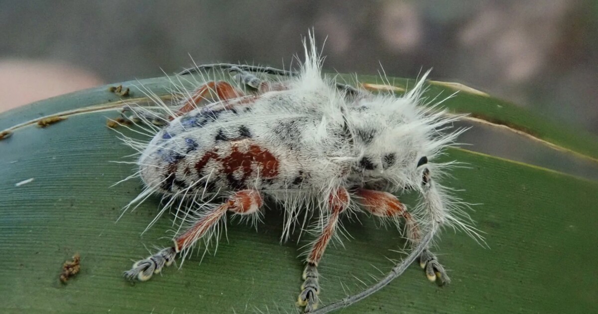 Un nuevo escarabajo de pelo largo y aspecto extraño podría optar por un aspecto fúngico