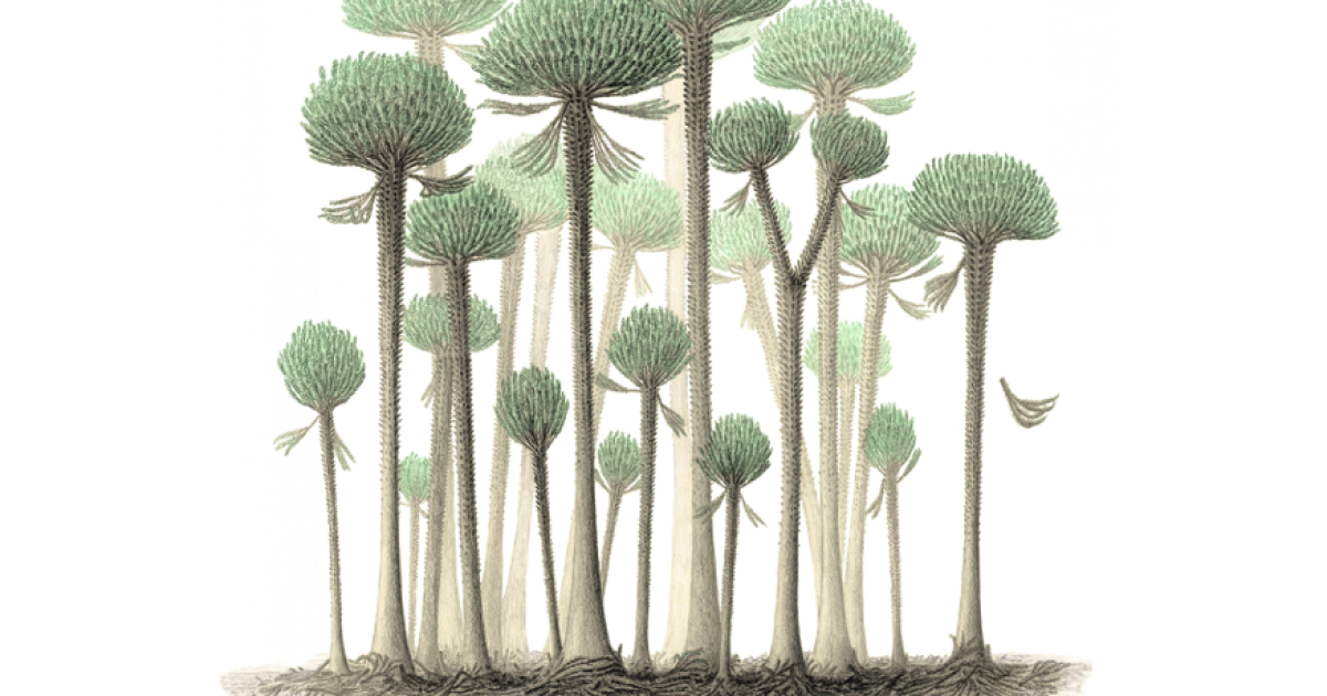 Árboles extraños en el bosque más antiguo del mundo se destrozaron para crecer