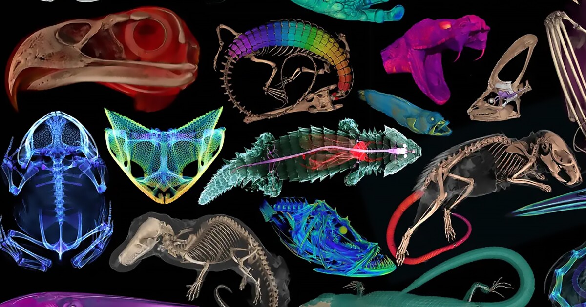 Imágenes en 3D de más de 13.000 especímenes de museo ahora gratuitas para todos