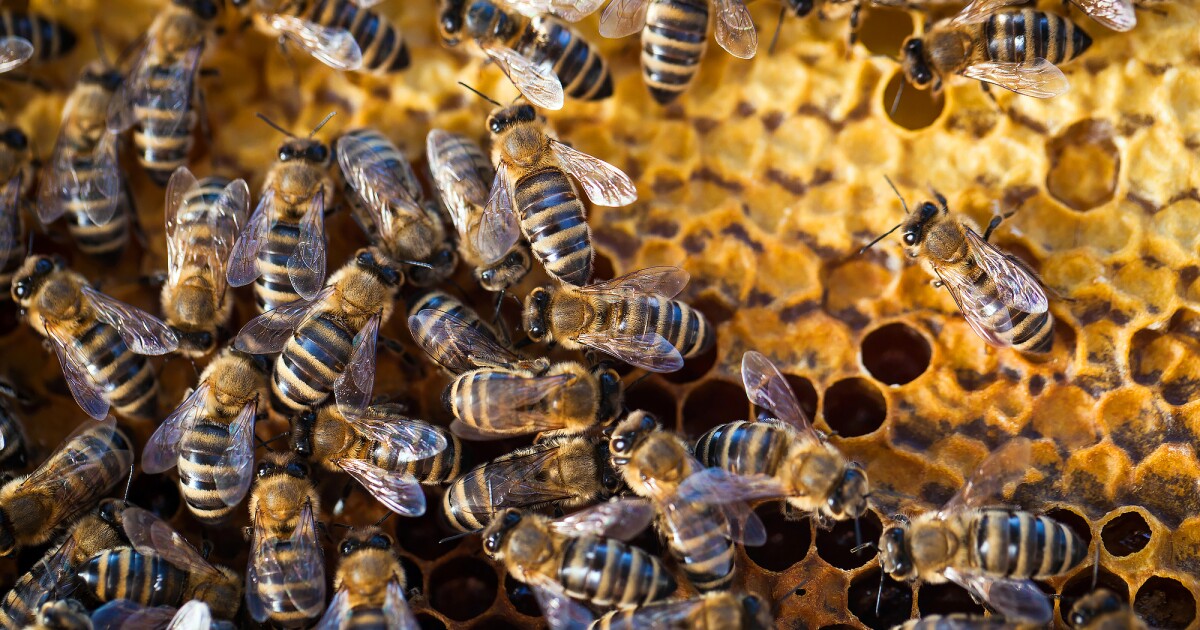 Los apicultores ahora pueden controlar las colmenas sin molestar a los residentes