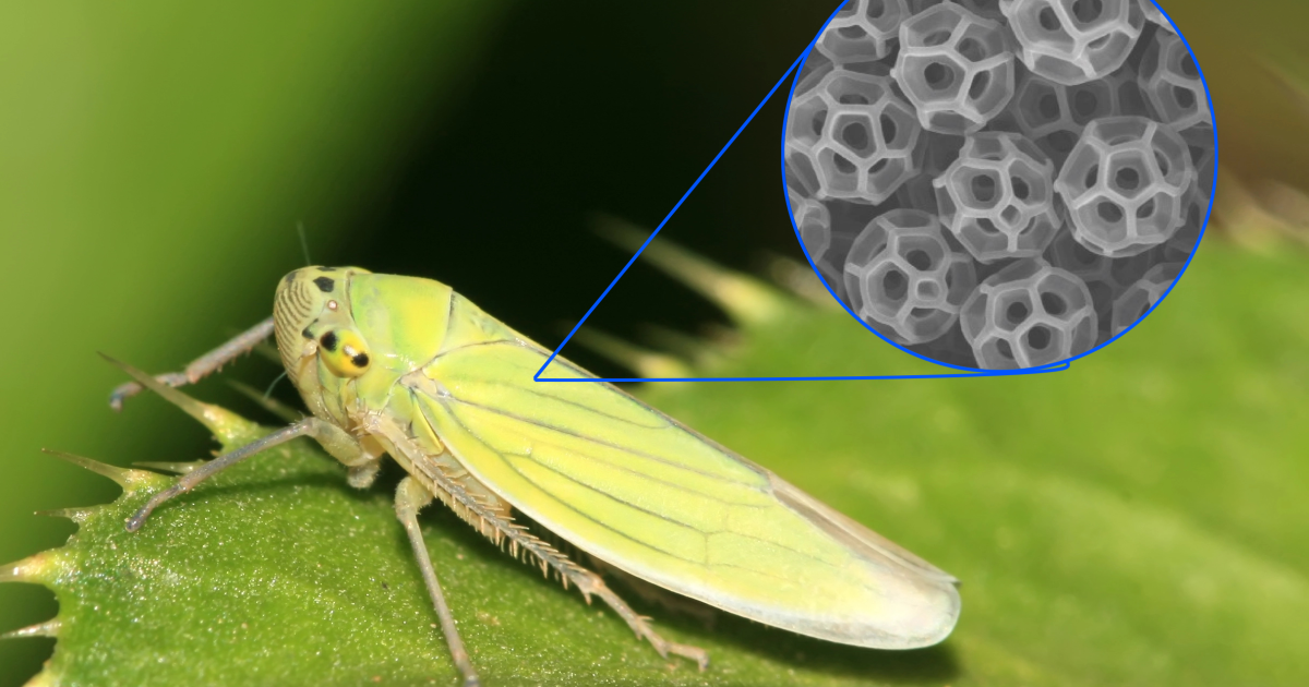 Las pequeñas bolas de los insectos comunes inspiran escudos UV y capas de invisibilidad