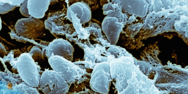 Las bacterias kamikaze explotan en ráfagas de toxinas letales