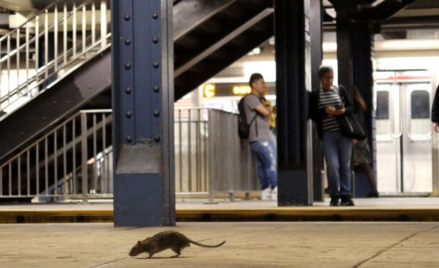 Las infecciones por orina de rata que ponen en peligro la vida alcanzan niveles récord en Nueva York
