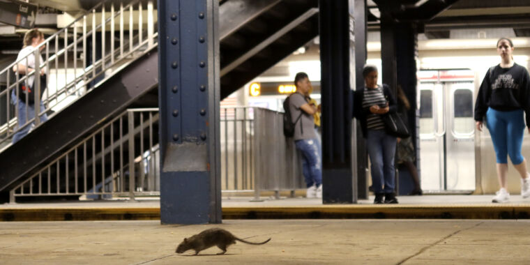 Las infecciones por orina de rata que ponen en peligro la vida alcanzan niveles récord en Nueva York